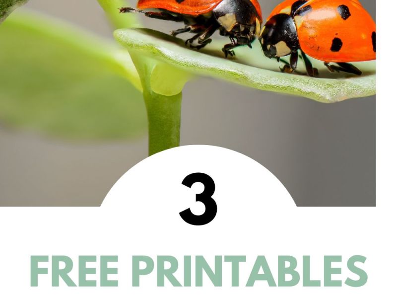 3 Free Printables for a Preschool Bug Unit