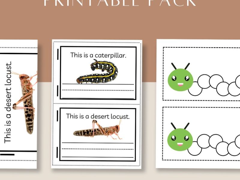 Preschool Bug Themed Printable Pack
